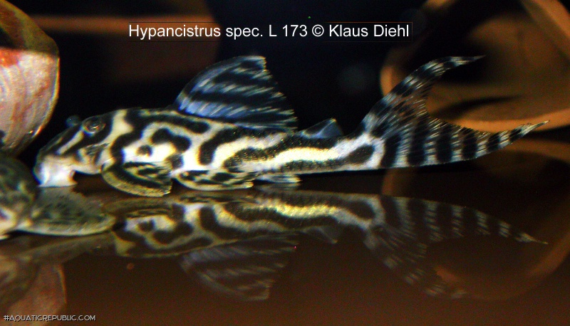 Hypancistrus sp. (L173)