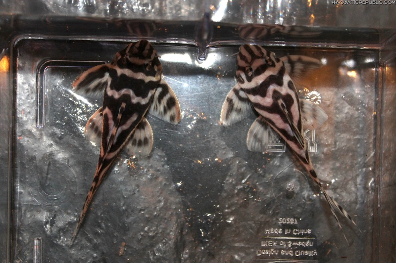 Hypancistrus sp. (L173)