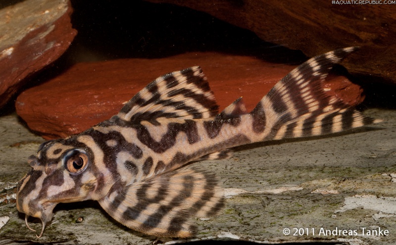 Hypancistrus sp. (L236)