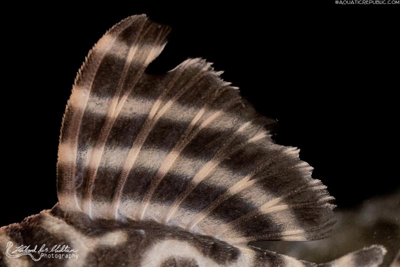 Hypancistrus sp. (L333)