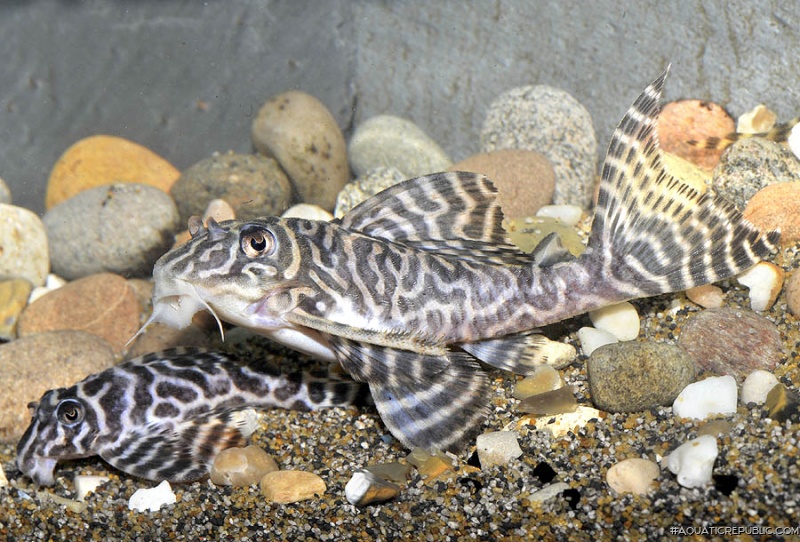 Hypancistrus sp. (L400)