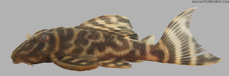 Hypancistrus sp. (L475)