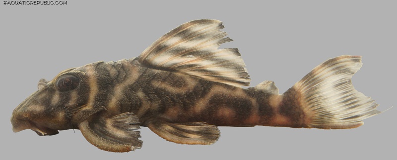 Hypancistrus sp. (L475)