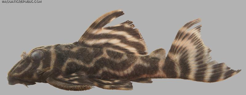 Hypancistrus sp. (L475)