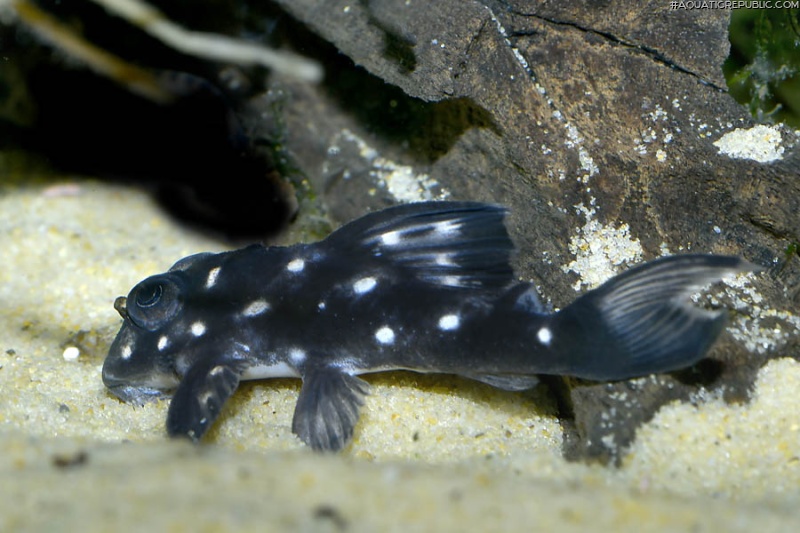 Hypancistrus sp. (L501)