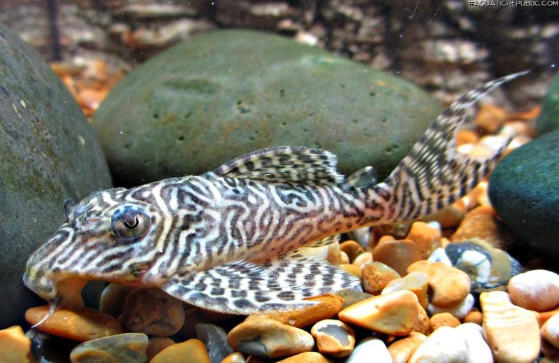 Hypancistrus sp. `LOWER RIO XINGU`