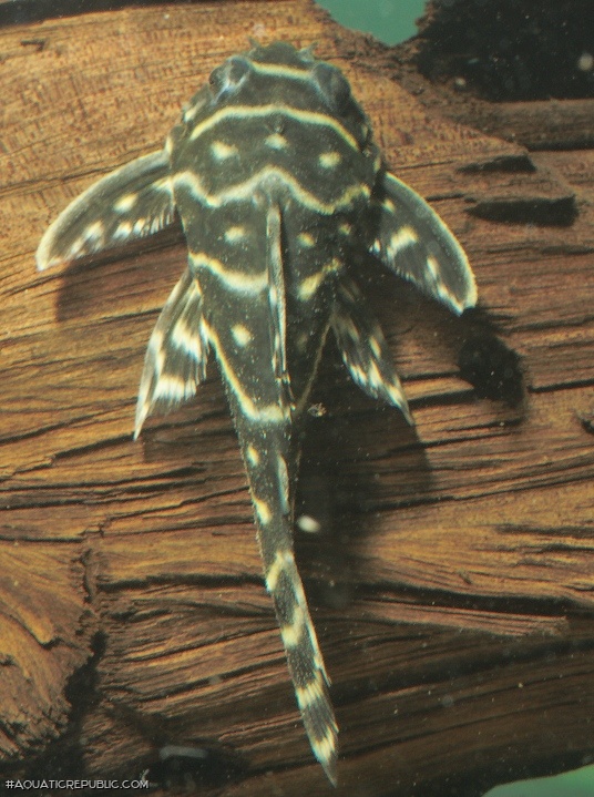 Hypancistrus sp. `RIO GUAVIARE`