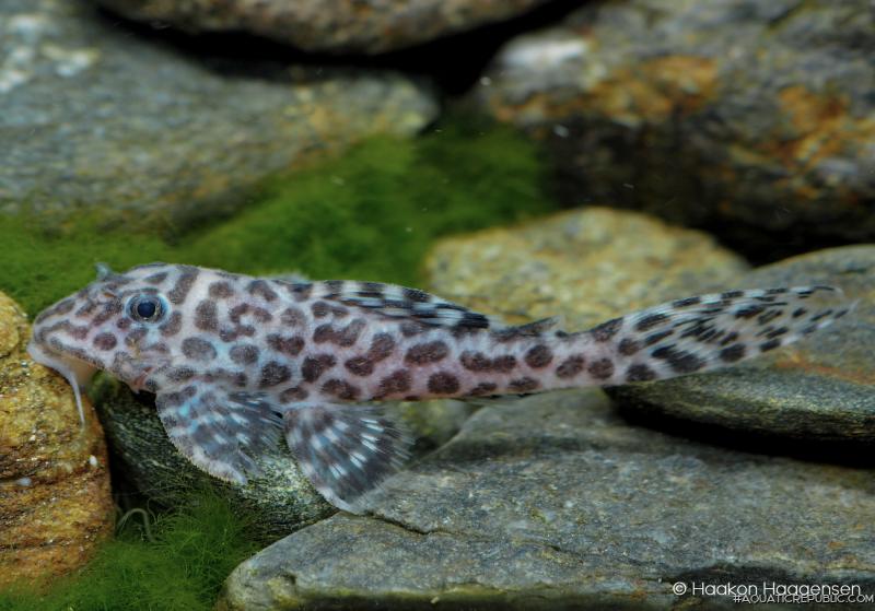 Hypancistrus yudja