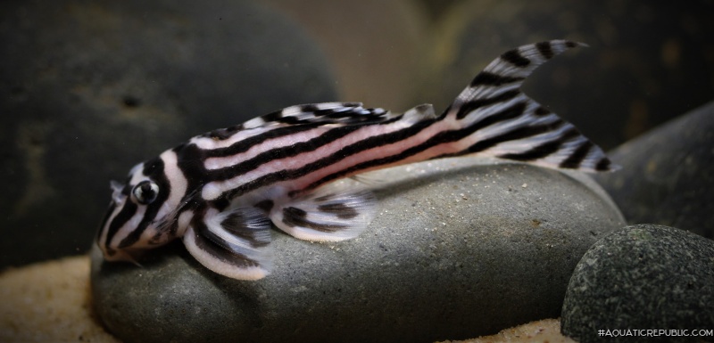 Hypancistrus zebra