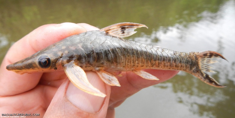 Hypoptopoma elongatum