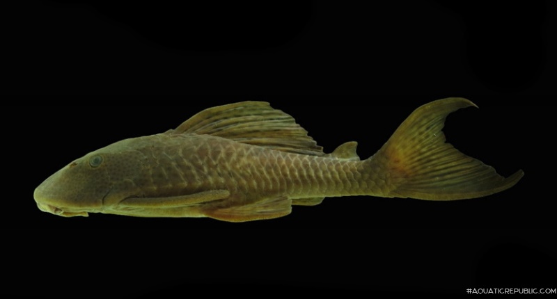 Hypostomus aff. pusarum