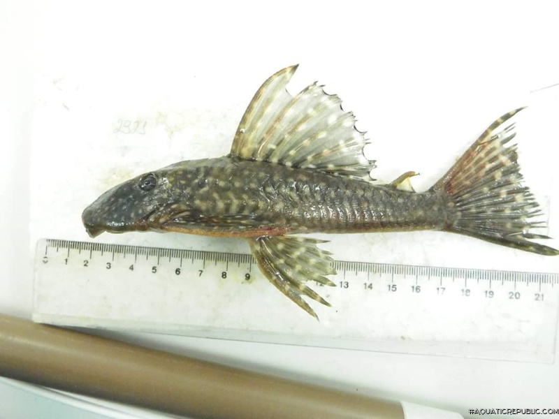 Hypostomus aff. tietensis