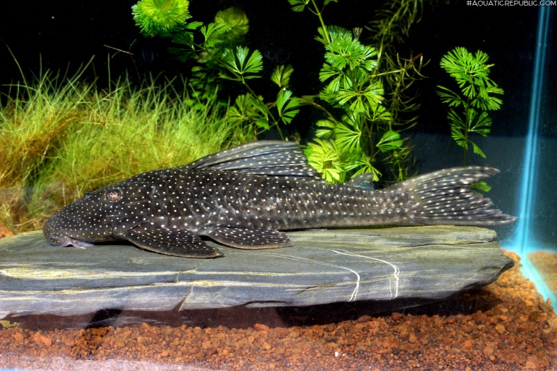 Hypostomus albopunctatus