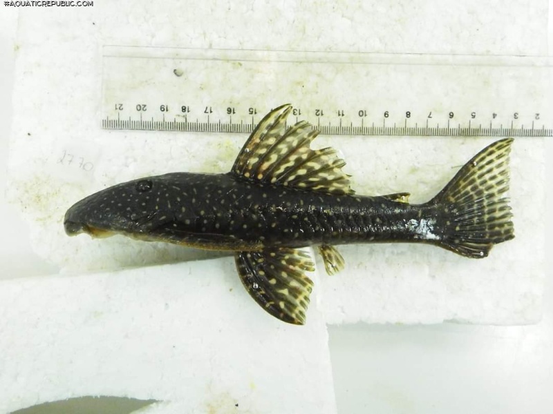 Hypostomus albopunctatus