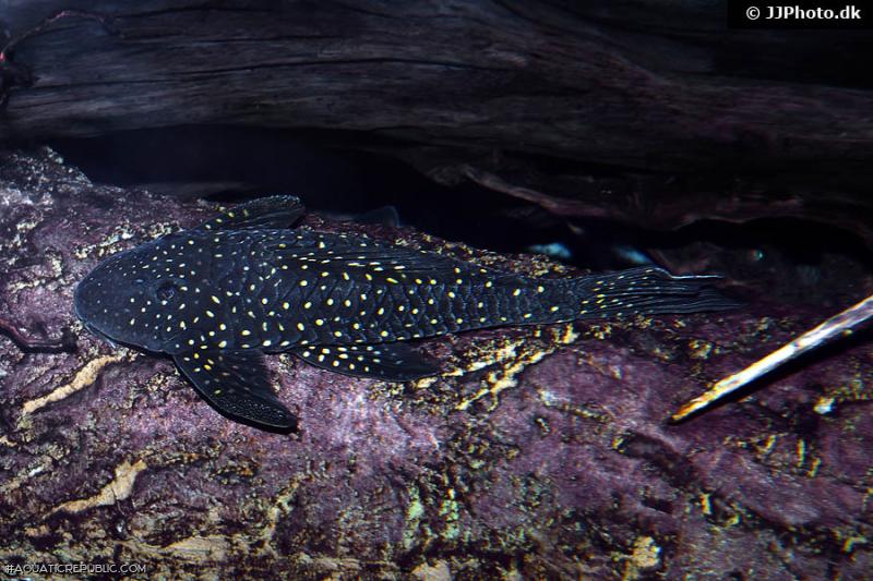 Hypostomus arecuta