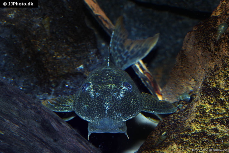 Hypostomus asperatus