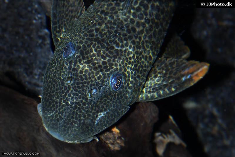 Hypostomus asperatus