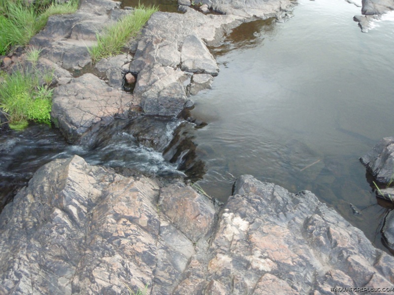 Hypostomus aspilogaster