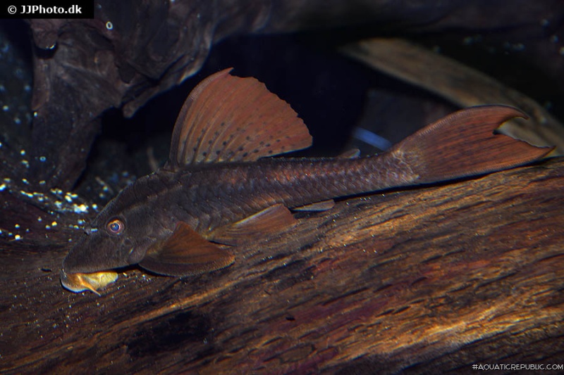 Hypostomus basilisko