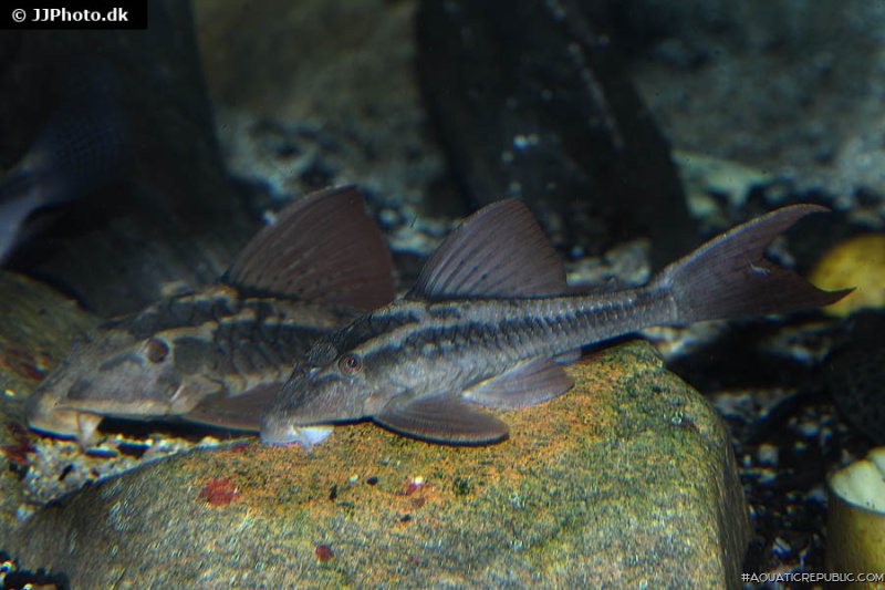 Hypostomus basilisko