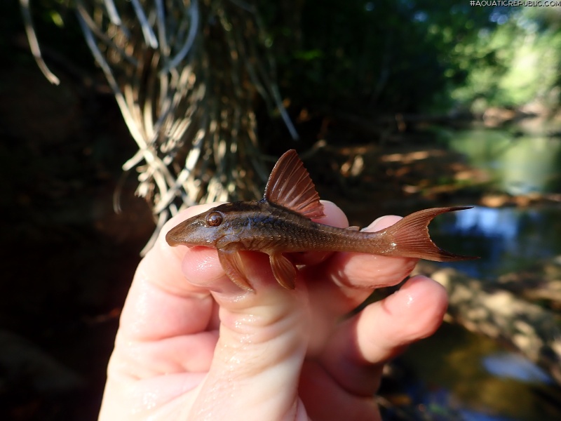 Hypostomus basilisko