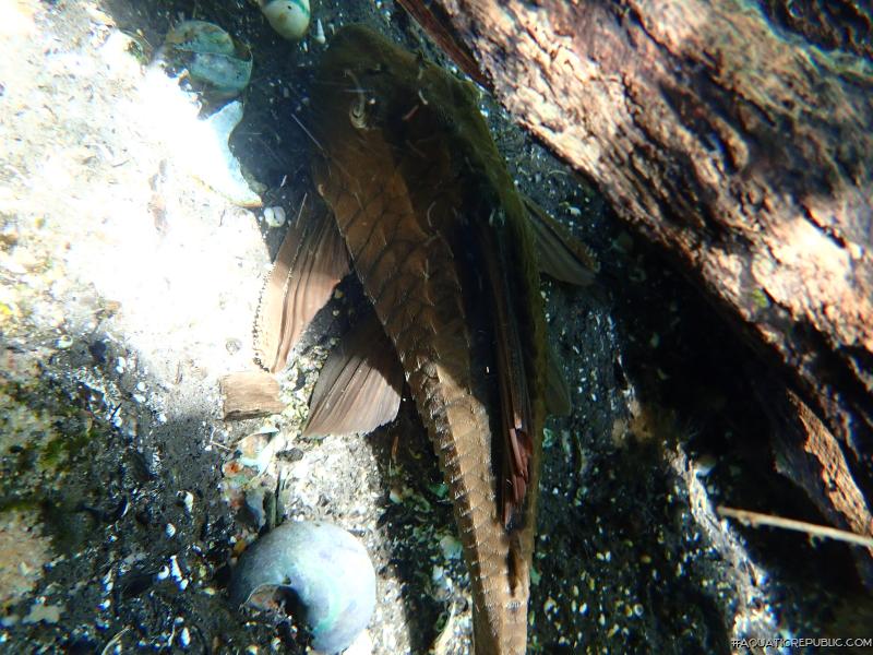 Hypostomus basilisko