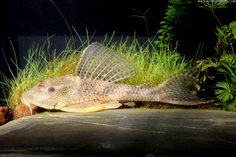 Hypostomus boulengeri