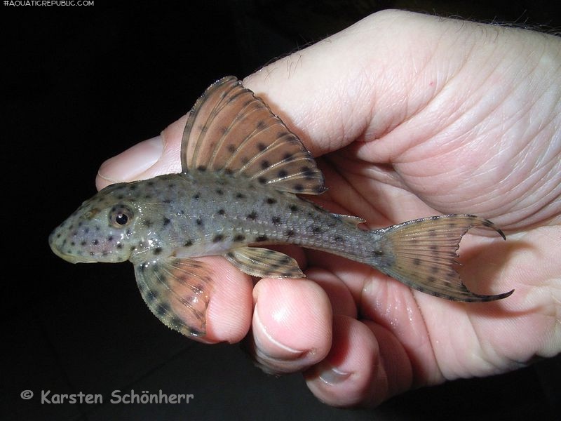 Hypostomus coppenamensis