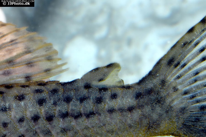 Hypostomus coppenamensis