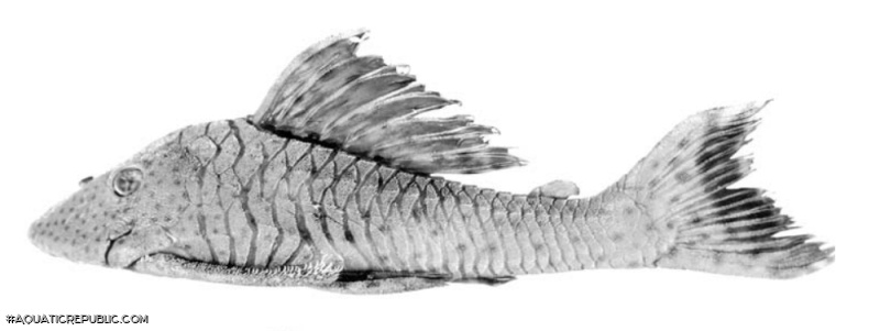 Hypostomus ericae