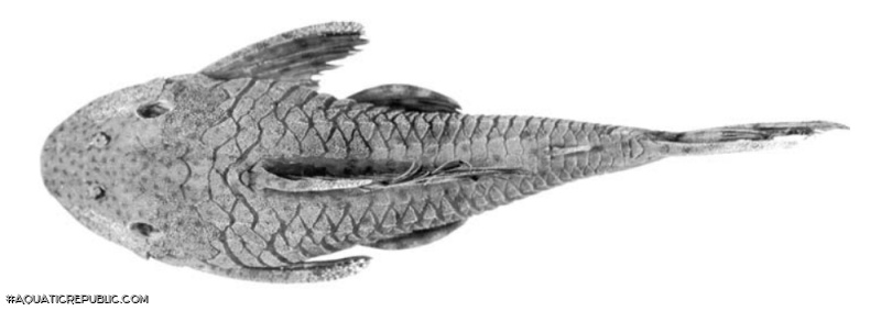 Hypostomus ericae