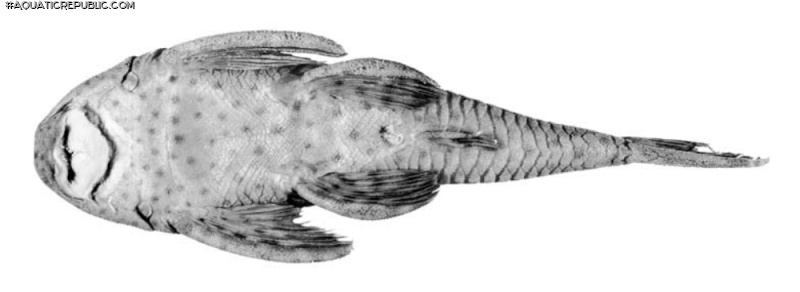 Hypostomus ericae