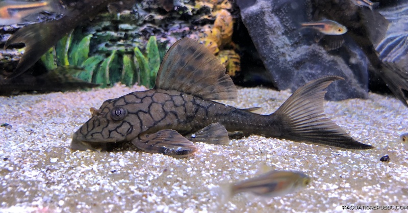 Hypostomus faveolus