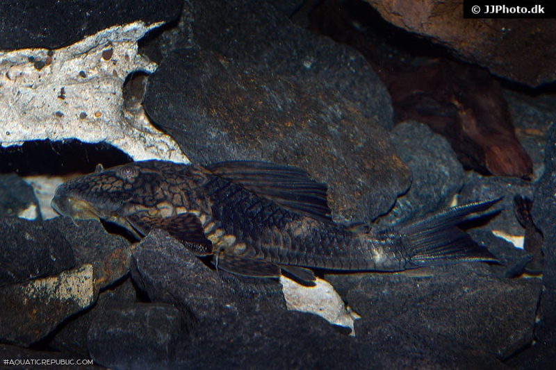 Hypostomus faveolus