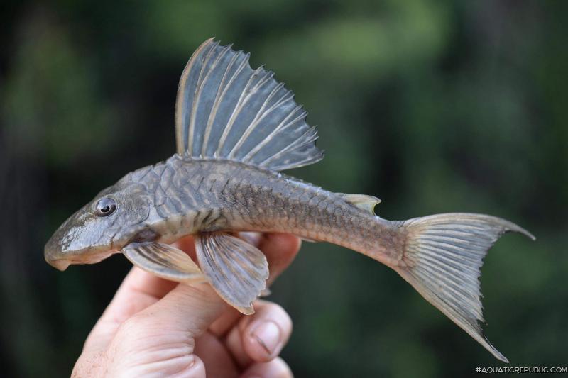 Hypostomus francisci