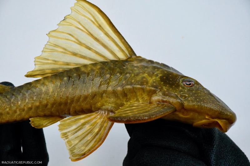 Hypostomus francisci