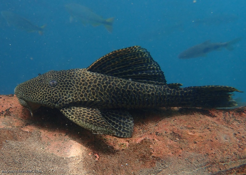 Hypostomus froehlichi