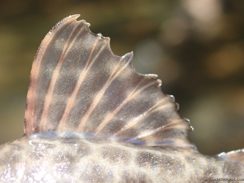 Hypostomus froehlichi