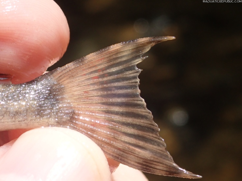 Hypostomus froehlichi