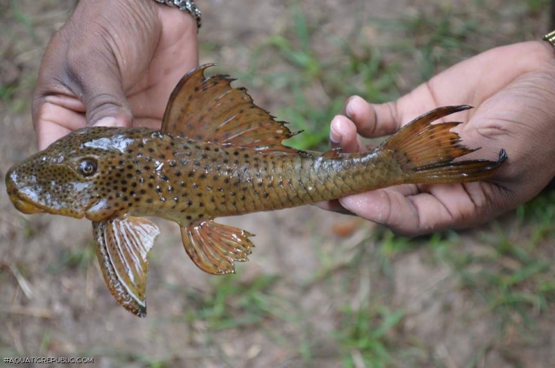 Hypostomus hemiurus