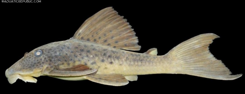 Hypostomus hemiurus