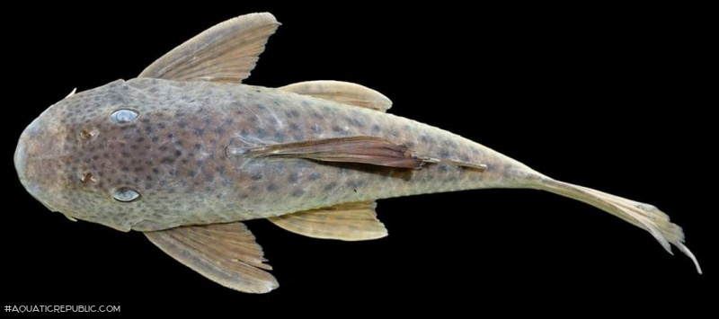 Hypostomus hemiurus