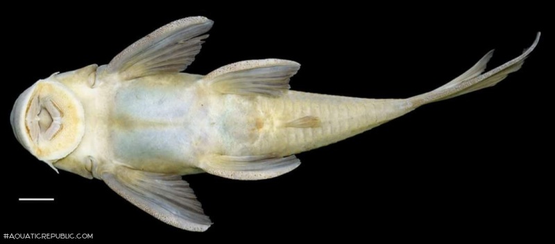 Hypostomus hemiurus