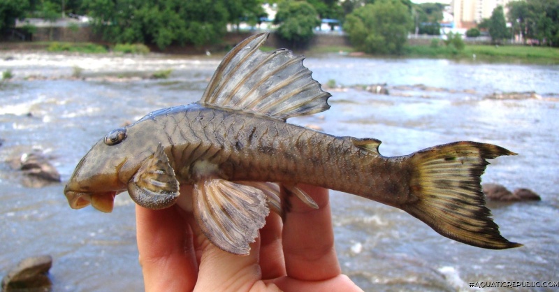 Hypostomus hermanni