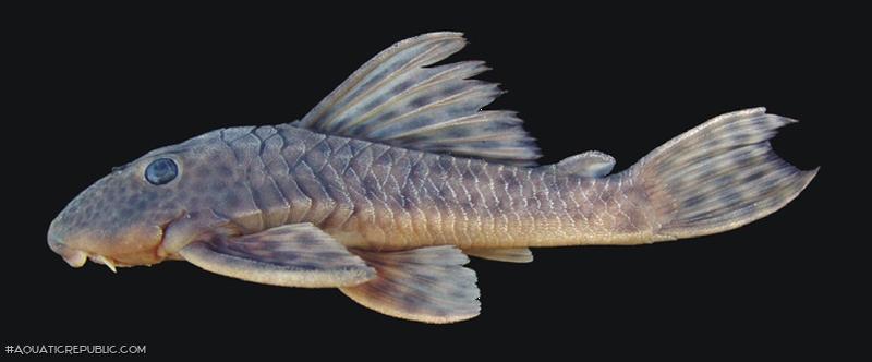 Hypostomus hermanni