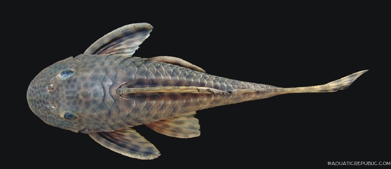 Hypostomus hermanni