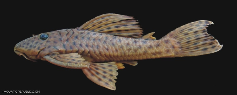 Hypostomus hermanni