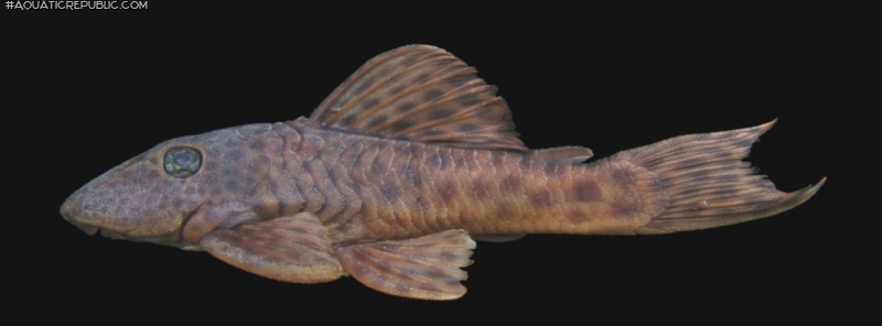 Hypostomus hermanni