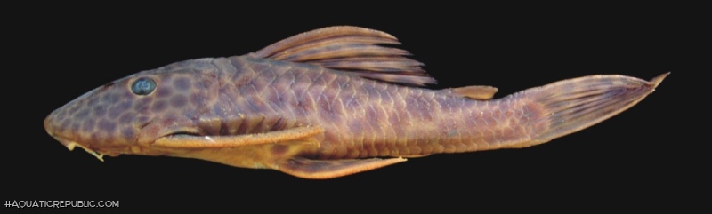 Hypostomus hermanni