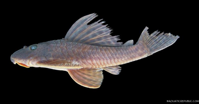 Hypostomus iheringii